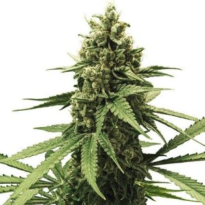 Apple fritter 100% royal queen seeds