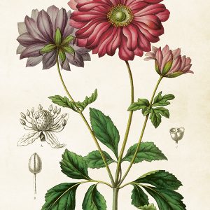Lámina de Anémonas de 35*50cm