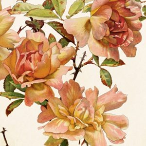 Tarjeta de felicitación Rosas 8,5*11,5cm